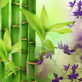 Australian Bamboo Grass Fragrance Oil By Nature Garden