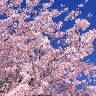 Japanese Cherry Blossom Fragrance Oil- (NATURE GARDEN)